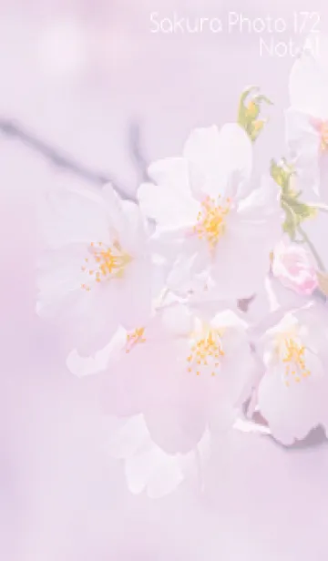 [LINE着せ替え] Sakura Photo 172 Not AIの画像1