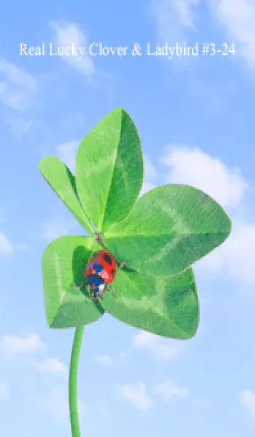 [LINE着せ替え] 本物ラッキークローバー & Ladybird #3-24の画像1