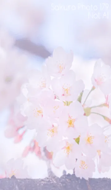 [LINE着せ替え] Sakura Photo 179 Not AIの画像1