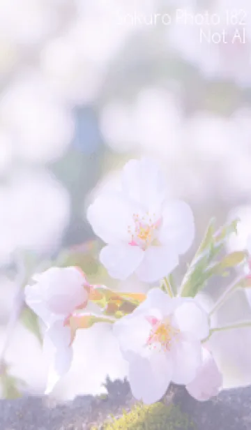 [LINE着せ替え] Sakura Photo 182 Not AIの画像1