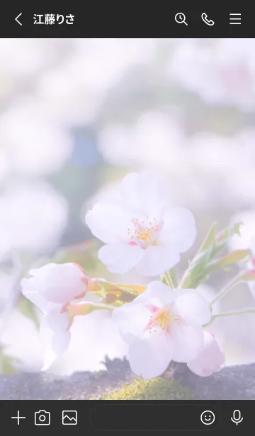 [LINE着せ替え] Sakura Photo 182 Not AIの画像2