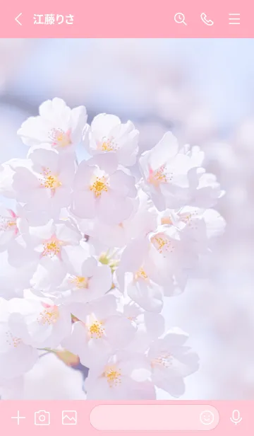 [LINE着せ替え] Sakura Photo 183 Not AIの画像2