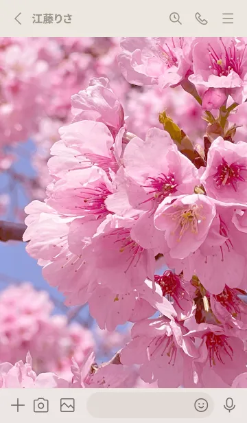 [LINE着せ替え] Spring is almost here-SAKURA PINK25の画像2