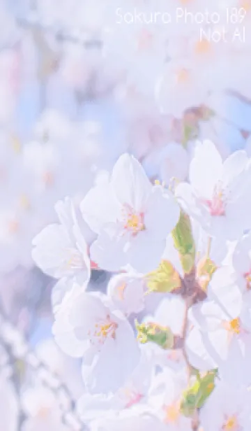 Sakura Photo 189 Not AIの着せ替えメイン画像