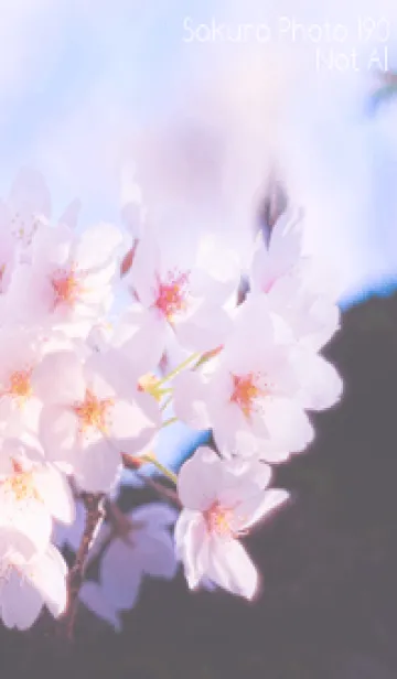 [LINE着せ替え] Sakura Photo 190 Not AIの画像1