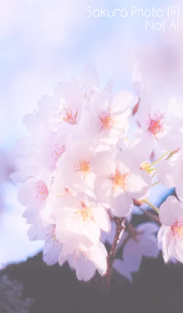[LINE着せ替え] Sakura Photo 191 Not AIの画像1