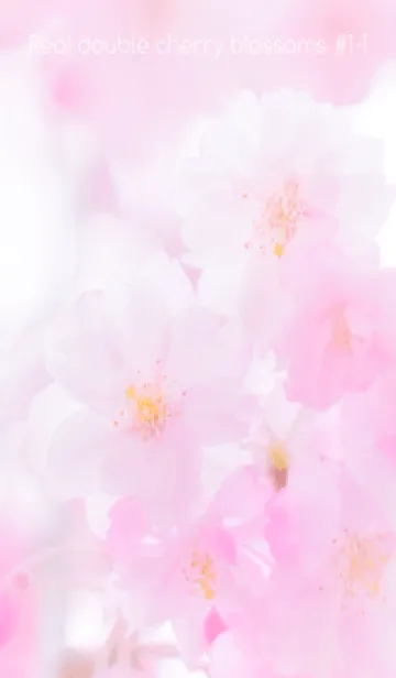 [LINE着せ替え] Real double cherry blossom #1-1の画像1