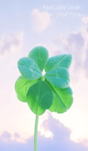 [LINE着せ替え] 本物ラッキークローバー7-leaf #3-24の画像1