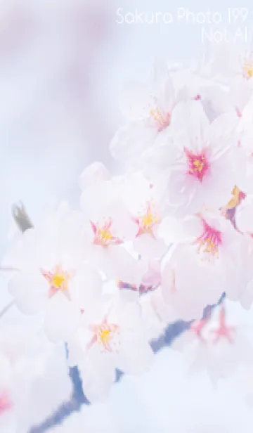 [LINE着せ替え] Sakura Photo 199 Not AIの画像1