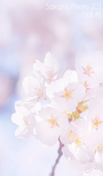 [LINE着せ替え] Sakura Photo 203 Not AIの画像1