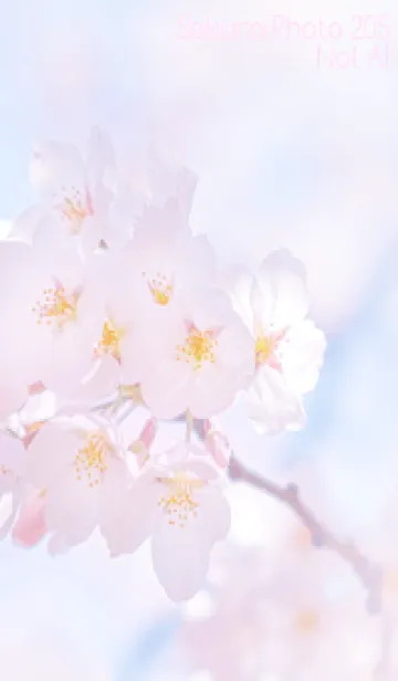 [LINE着せ替え] Sakura Photo 205 Not AIの画像1