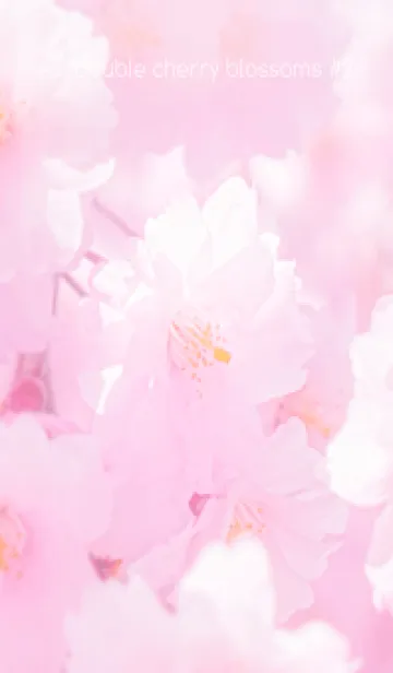 [LINE着せ替え] Real double cherry blossom #2-1の画像1