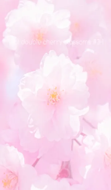 [LINE着せ替え] Real double cherry blossom #3-1の画像1