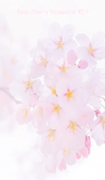 [LINE着せ替え] Real cherry blossom #2-1の画像1