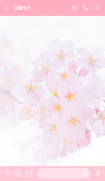 [LINE着せ替え] Real cherry blossom #2-1の画像2