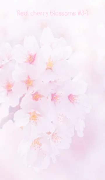 [LINE着せ替え] Real cherry blossom #3-1の画像1