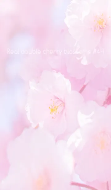 [LINE着せ替え] Real double cherry blossom #4-1の画像1