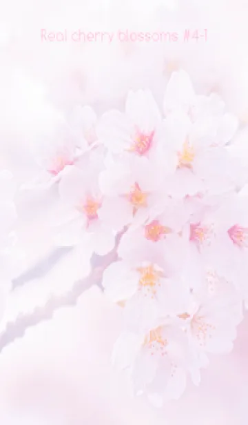 [LINE着せ替え] Real cherry blossom #4-1の画像1