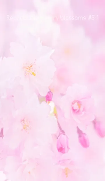 [LINE着せ替え] Real double cherry blossom #5-1の画像1