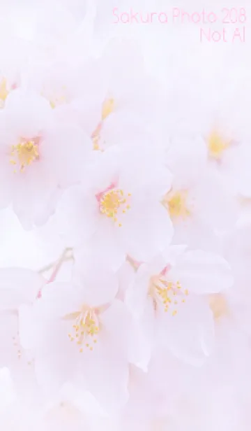 [LINE着せ替え] Sakura Photo 208 Not AIの画像1