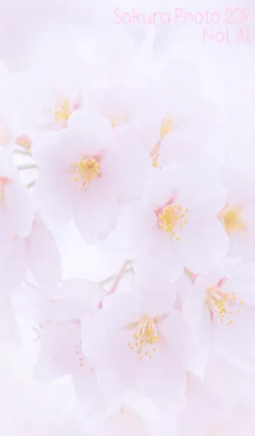 [LINE着せ替え] Sakura Photo 209 Not AIの画像1