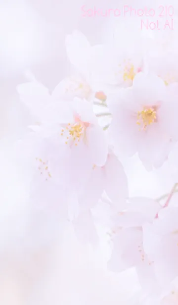 [LINE着せ替え] Sakura Photo 210 Not AIの画像1