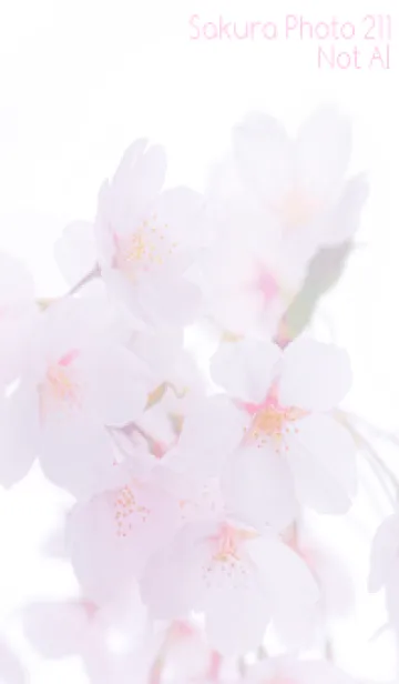 [LINE着せ替え] Sakura Photo 211 Not AIの画像1