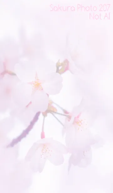 [LINE着せ替え] Sakura Photo 207 Not AIの画像1