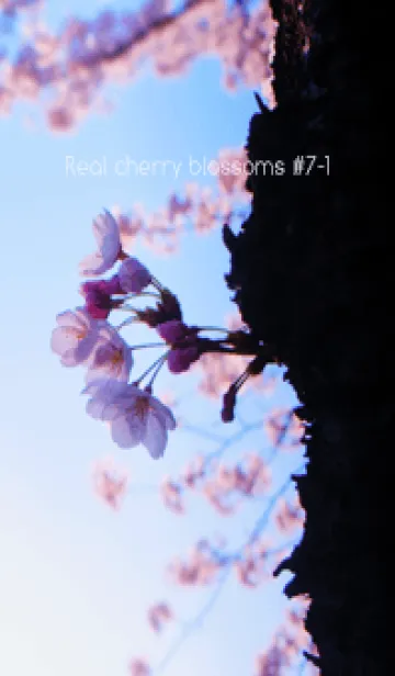 [LINE着せ替え] Real cherry blossom #7-1の画像1