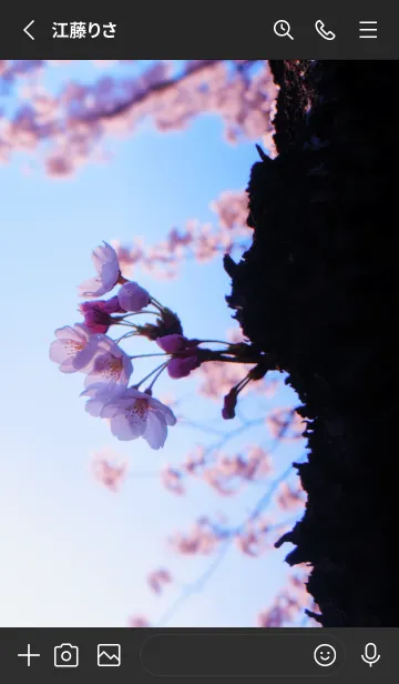 [LINE着せ替え] Real cherry blossom #7-1の画像2