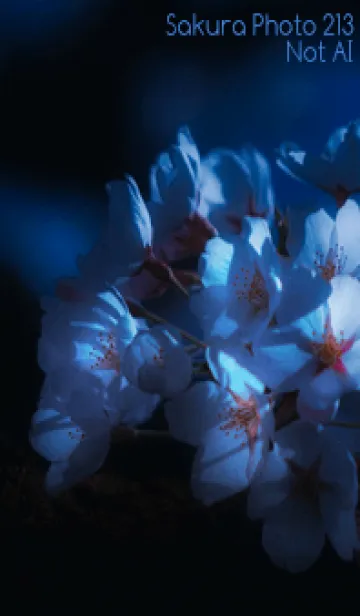 [LINE着せ替え] Sakura Photo 213 Not AIの画像1