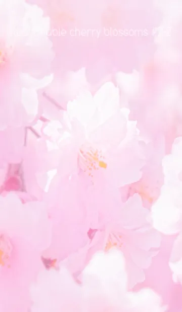 [LINE着せ替え] Real double cherry blossom #2-2の画像1