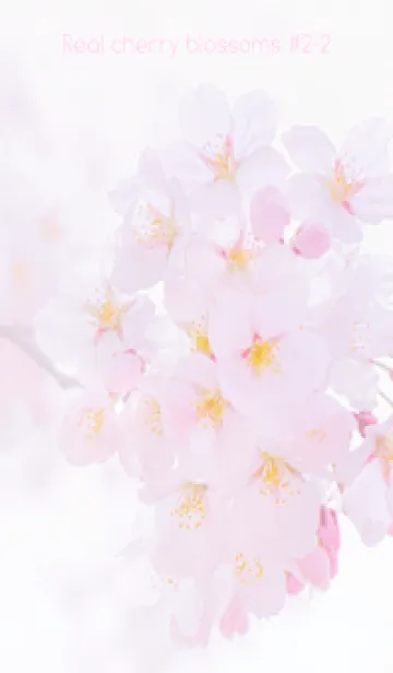 [LINE着せ替え] Real cherry blossom #2-2の画像1