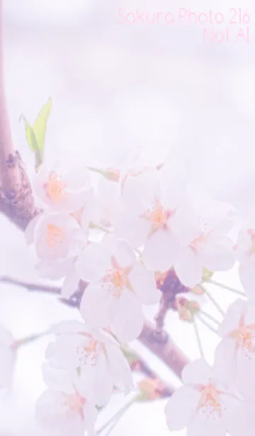 [LINE着せ替え] Sakura Photo 216 Not AIの画像1