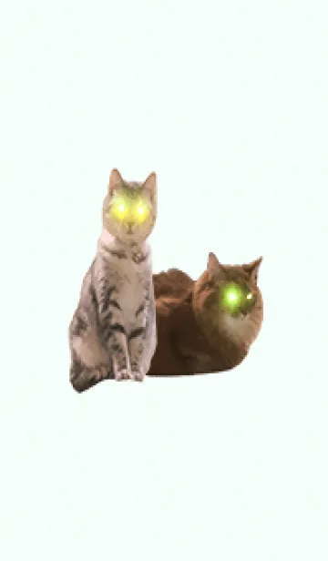 [LINE着せ替え] 仲良し猫ビームの画像1
