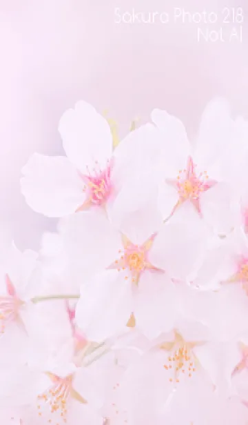 [LINE着せ替え] Sakura Photo 218 Not AIの画像1