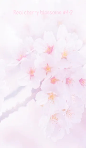 [LINE着せ替え] Real cherry blossom #4-2の画像1