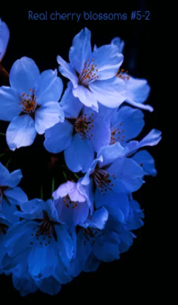 [LINE着せ替え] Real cherry blossom #5-2の画像1