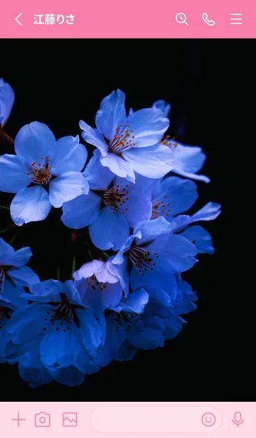 [LINE着せ替え] Real cherry blossom #5-2の画像2