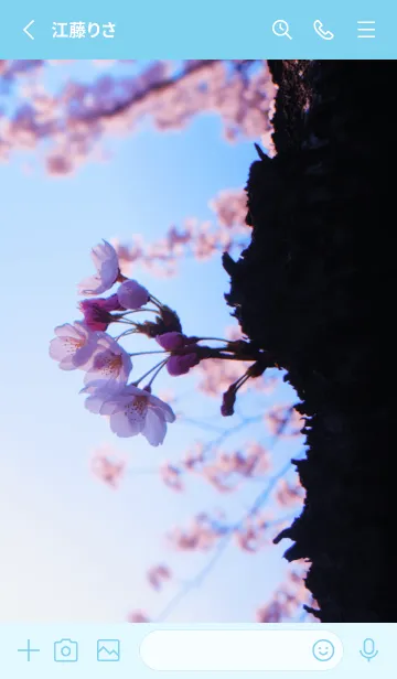 [LINE着せ替え] Real cherry blossom #7-2の画像2