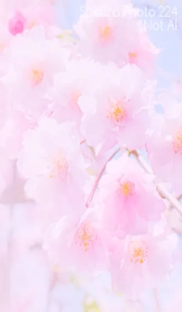 [LINE着せ替え] Sakura Photo 224 Not AIの画像1