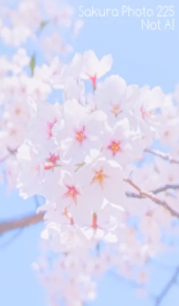 [LINE着せ替え] Sakura Photo 225 Not AIの画像1