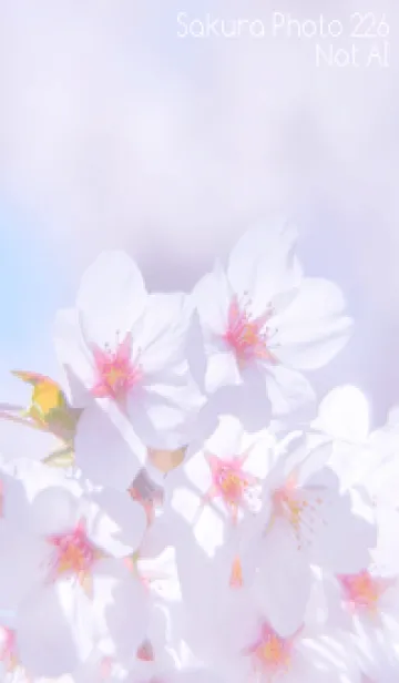 [LINE着せ替え] Sakura Photo 226 Not AIの画像1