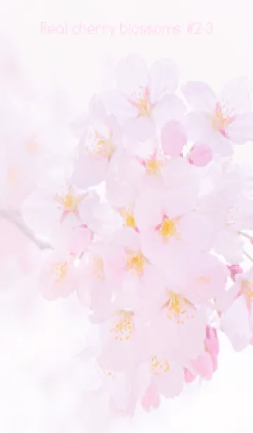 [LINE着せ替え] Real cherry blossom #2-3の画像1