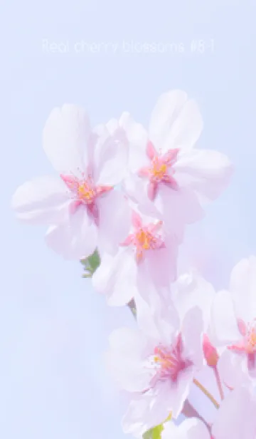 [LINE着せ替え] Real cherry blossom #8-1の画像1