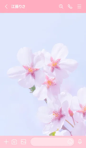 [LINE着せ替え] Real cherry blossom #8-1の画像2