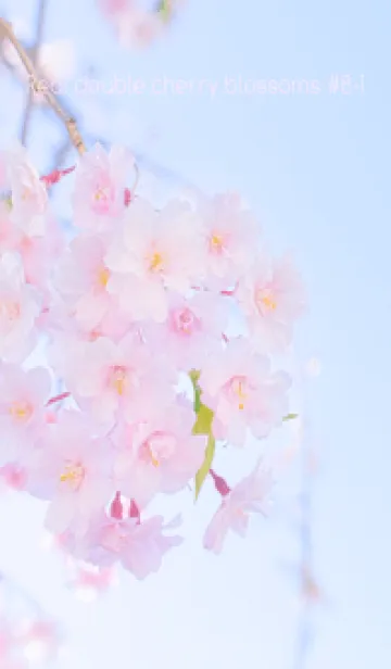 [LINE着せ替え] Real double cherry blossom #8-1の画像1