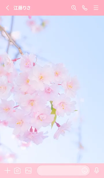 [LINE着せ替え] Real double cherry blossom #8-1の画像2