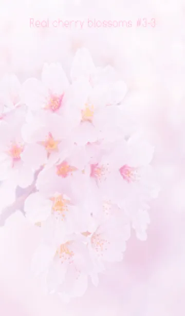 [LINE着せ替え] Real cherry blossom #3-3の画像1