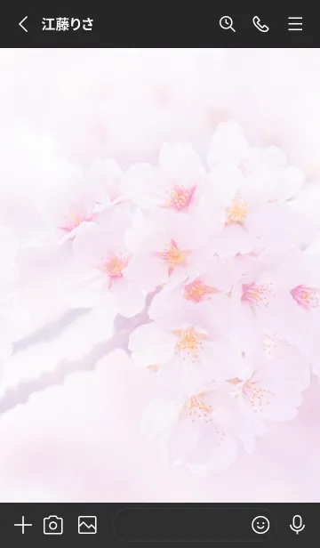 [LINE着せ替え] Real cherry blossom #4-3の画像2